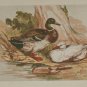 1856 Antique Print Hand Colored The Duck