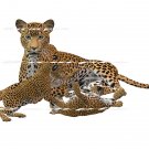 Cheetah With Cubs