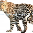 Leopard Hunting
