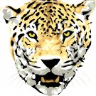 Jaguar Head Portrait