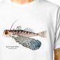 T-Shirt: ORIENTAL FLYING GURNARD / (tshirt tee top) marine drawing aquarium fish fishing