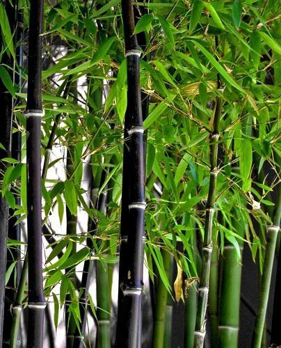 Rare Fresh Black bamboo seeds Phyllostachys Nigra 100pcs ships from USA
