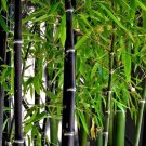 Rare Fresh Black bamboo seeds Phyllostachys Nigra 100pcs ships from USA