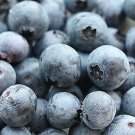 * SOUTHERN BLUEBERRY SEEDS * EVERGREEN SHRUB * HIGH TOLERANCE TO HEAT *