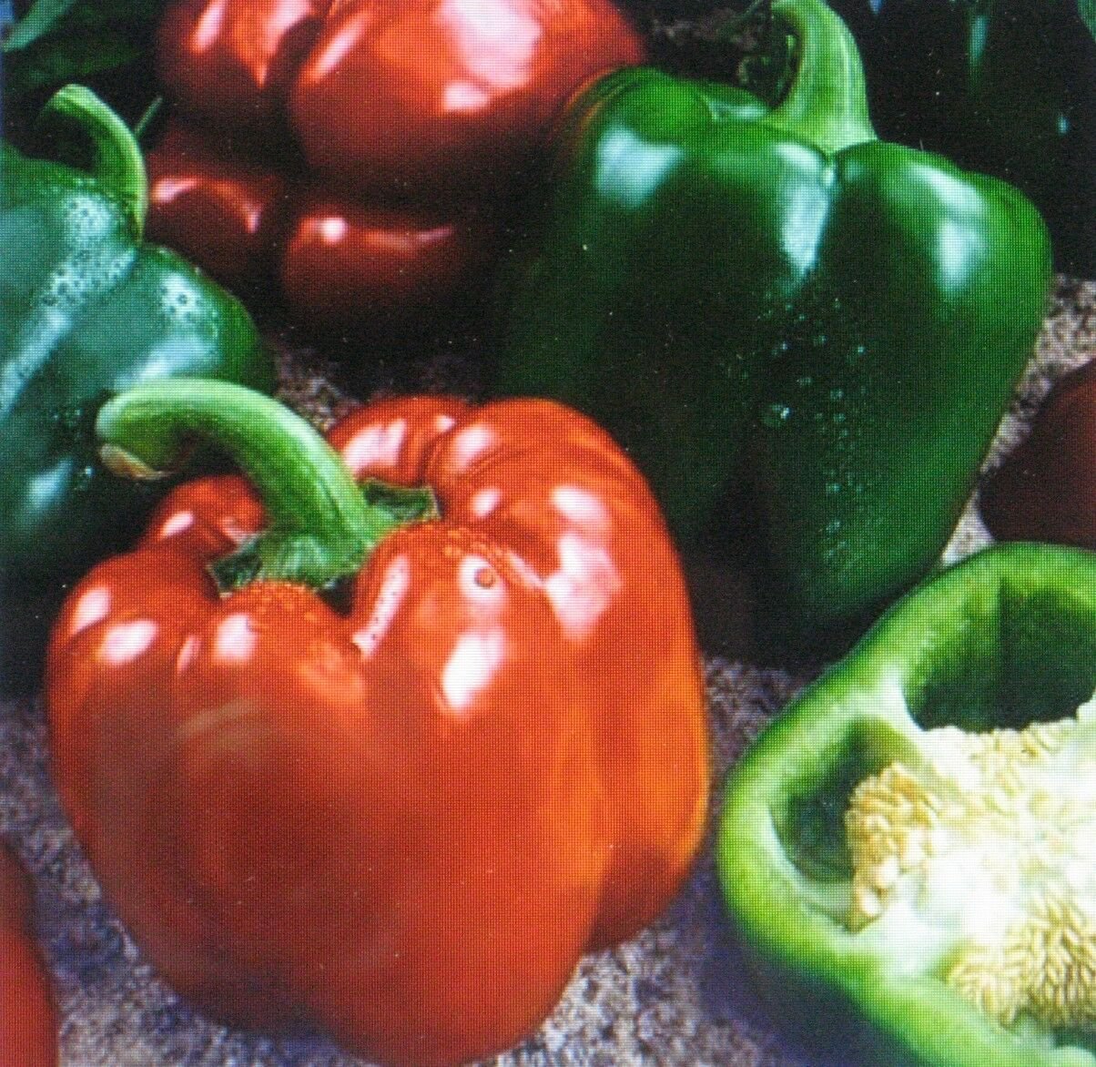 BULK * 300 SEEDS * SWEET GIANT PEPPER - KEYSTONE *