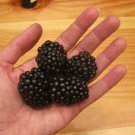 GIANT BLACKBERRY * 35 SEEDS*MEDICINAL*ANTIOXIDANT*FIBER*HEALTHFUL*TRIPLE CROWN