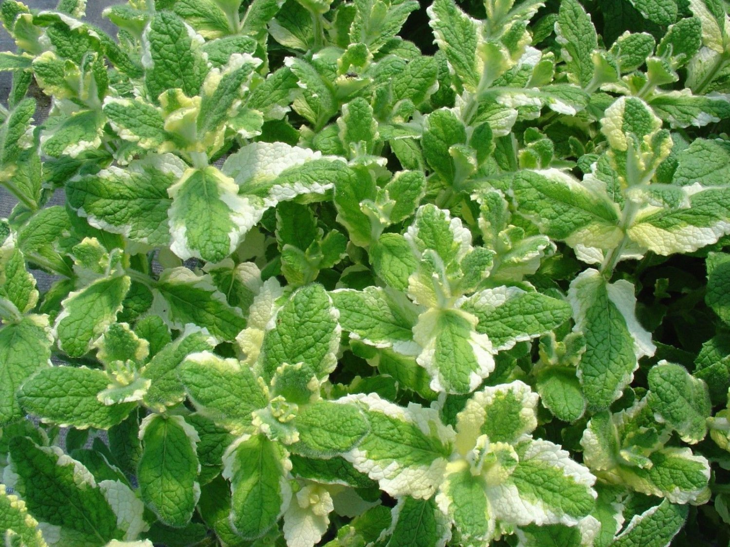 PINEAPPLE MINT * 1000 SEEDS * RARE * HERB * MEDICINAL * AROMA