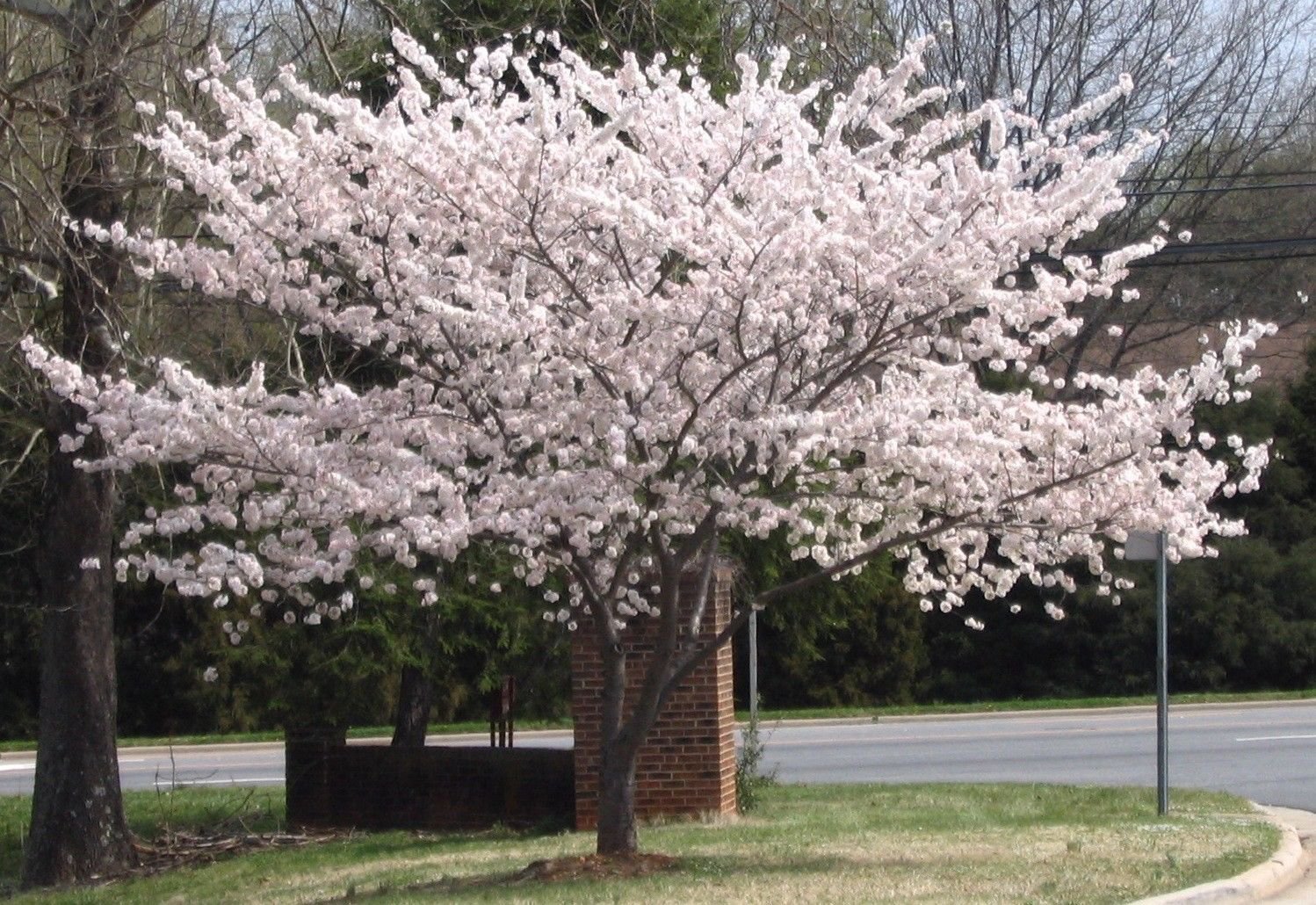 Yoshino Flowering Cherry Tree 2 plants
