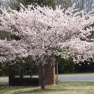 Yoshino Flowering Cherry Tree 2 plants
