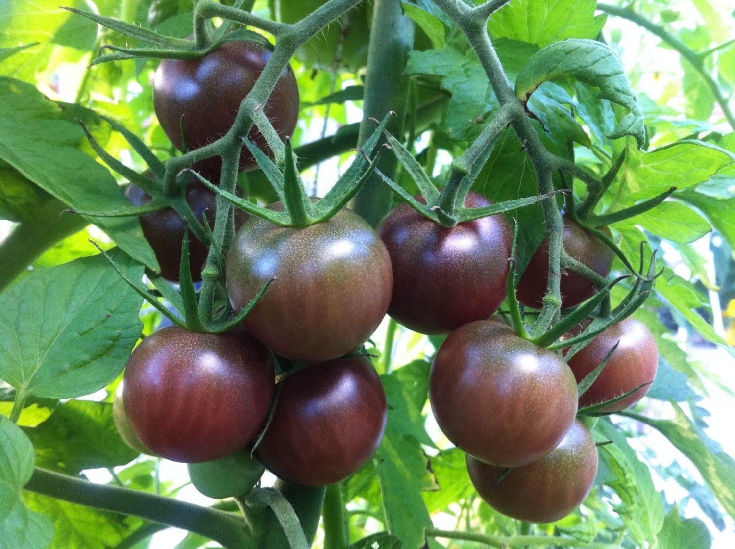 Black Cherry Tomato Seeds, 30 Seeds