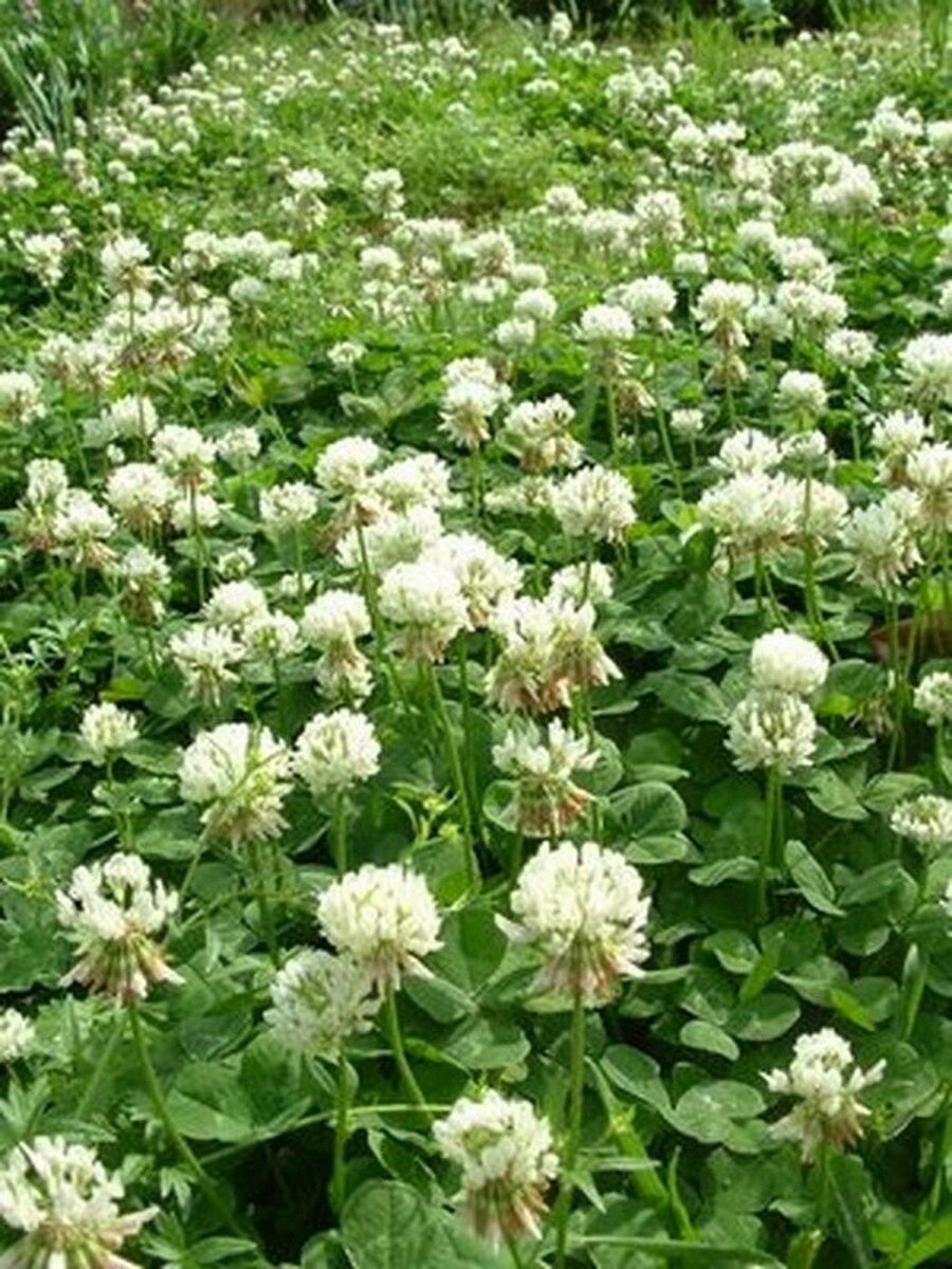 Clover- White Dutch- Trifolium Repens- 500 Seeds