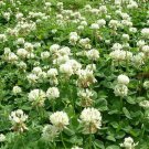 Clover- White Dutch- Trifolium Repens- 500 Seeds