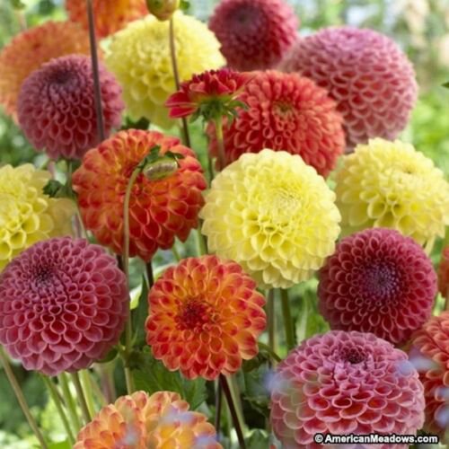 Dahlia Variabilis Pompon Mix- 25 seeds