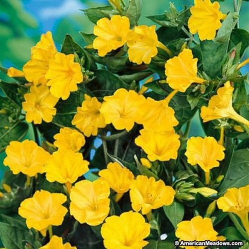 Four O'Clock - Yellow-(Mirabilis Jalapa )- 50 Seeds