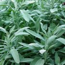 Sage- Broadleaf-(Salvia Officinalis)- 100 Seeds