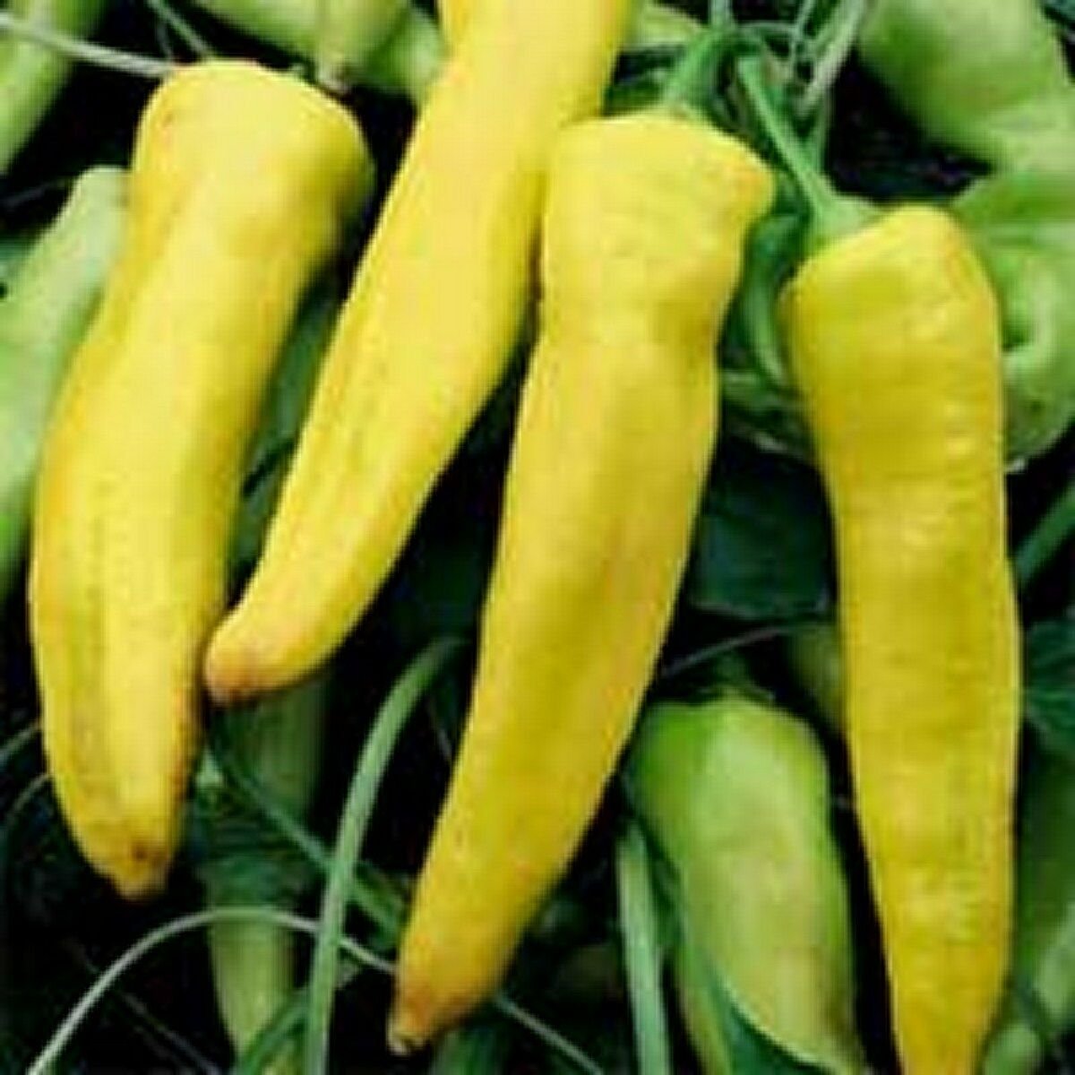 Pepper- Banana Sweet- 100 Seeds -