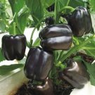 Purple Beauty Bell Pepper *Heirloom* (50 Seed's) "FREE SHIPPING"