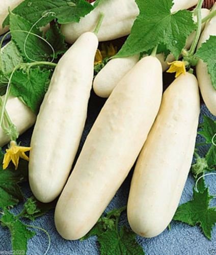 White Wonder Cucumber *Heirloom* (50 Seed's) "FREE SHIPPING"