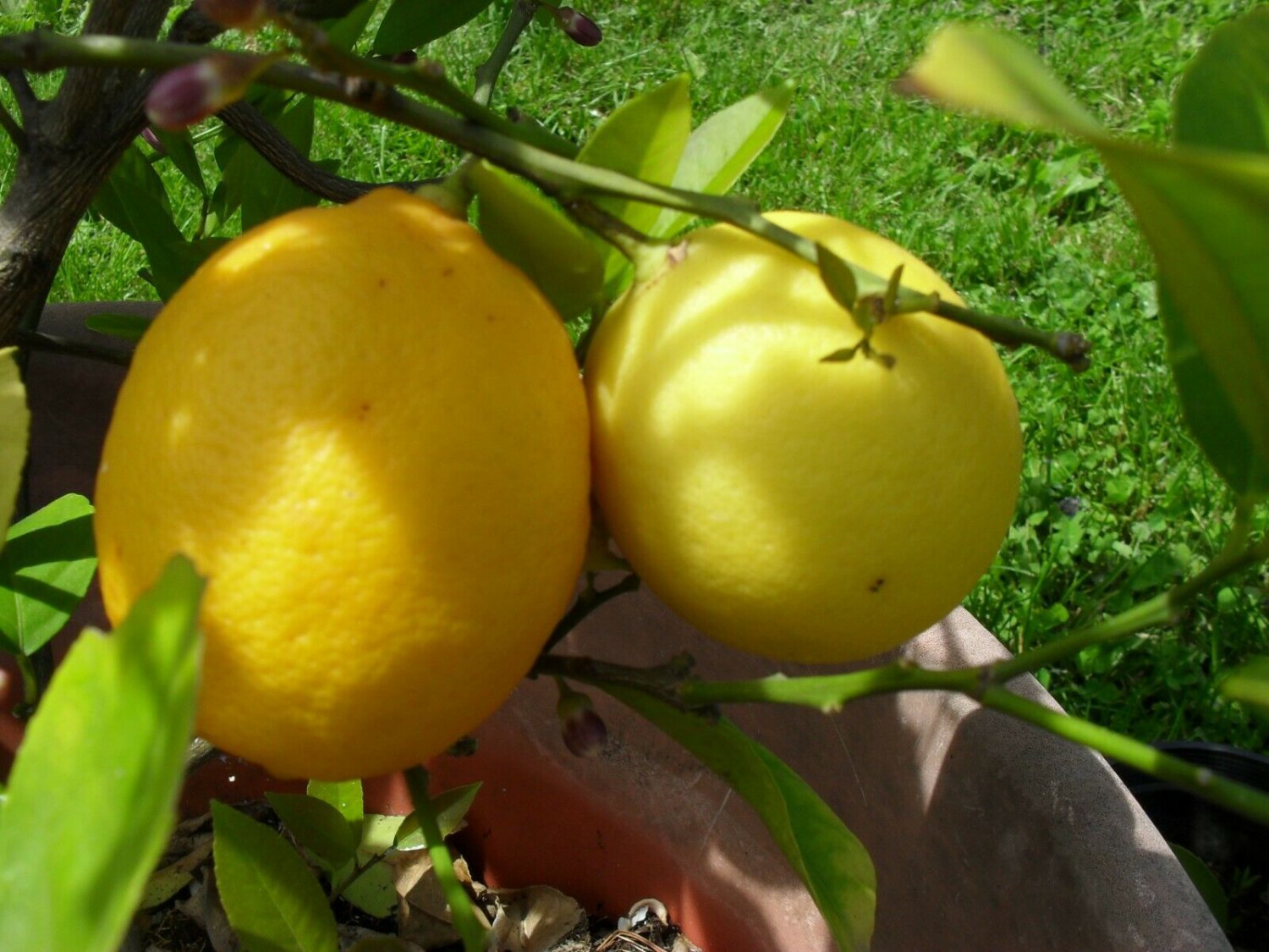 1 Dwarf Meyer lemon tree starter plant, Dwarf citrus w/full sized tasty