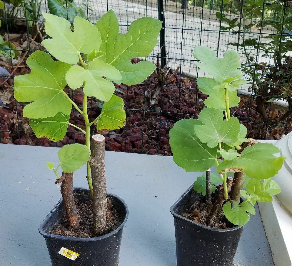 1 Brown Turkey Fig Tree Plant, Fully Rooted Live Plant, Ficus Carica Cold Hardy