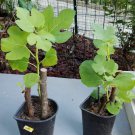 1 Brown Turkey Fig Tree Plant, Fully Rooted Live Plant, Ficus Carica Cold Hardy