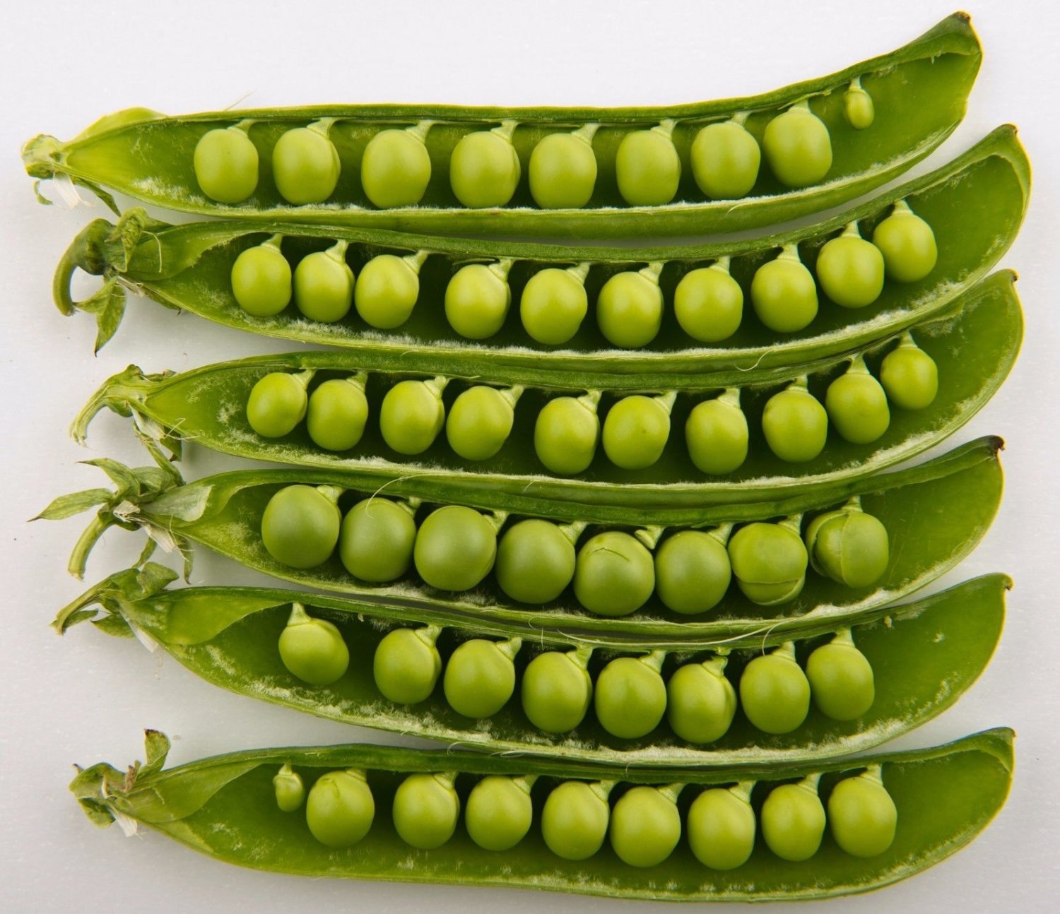 PEAS, SUGAR ANN SNAP PEAS, 1 LB NON GMO,HEIRLOOM,TASTY Seed FREE Shipping