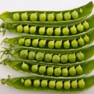 PEAS, SUGAR ANN SNAP PEAS, 1 LB NON GMO,HEIRLOOM,TASTY Seed FREE Shipping