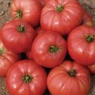 Tomato PONDEROSA 25 Heirloom, Non-gmo Seeds - FREE Shipping