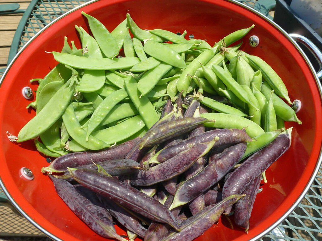 PEAS, OREGON GIANT PEAS,150 HEIRLOOM,NON GMO,GLUTEN Free Seed FREE Shipping