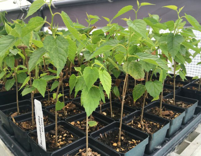 Dwarf Black Mulberry -Morus Nigra - Everbearing Live Plant Fruit