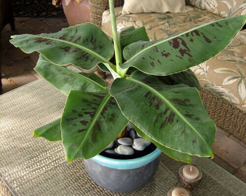 Truly Tiny Super Dwarf Banana Plant - Edible - Extremely Dwarfed - Live Plant