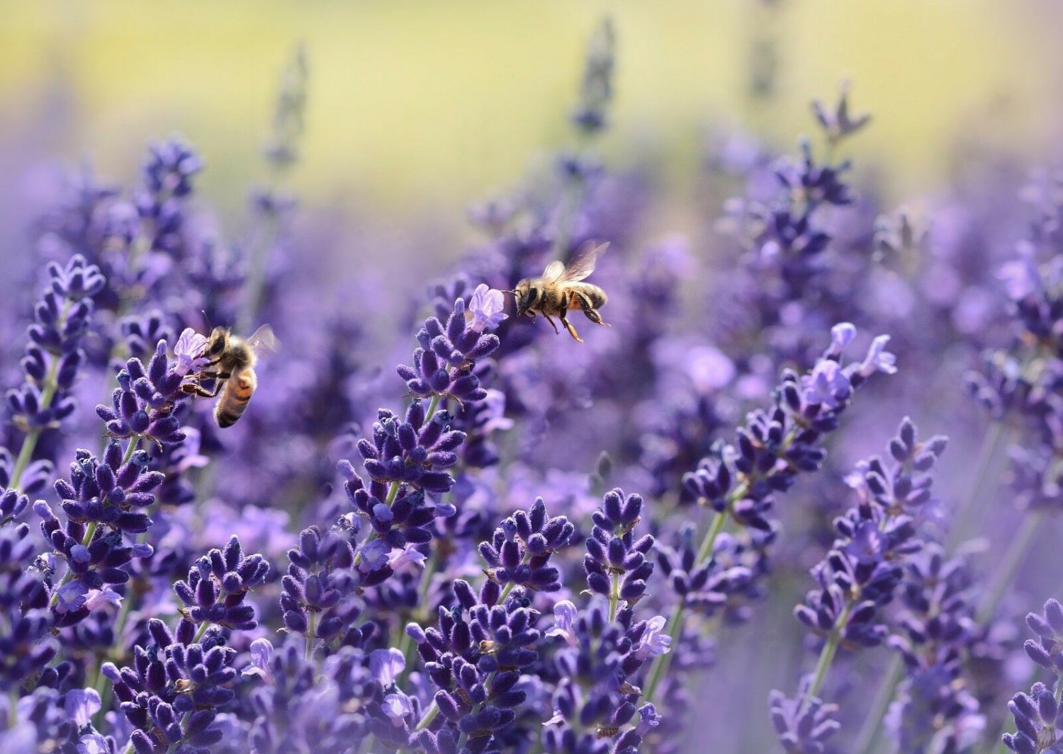 Lavender Seeds, Vera English, NON-GMO, Variety Sizes, FREE SHIPPING