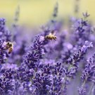 Lavender Seeds, Vera English, NON-GMO, Variety Sizes, FREE SHIPPING
