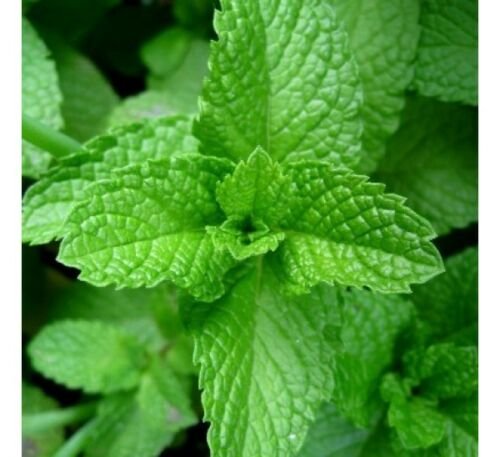 Peppermint Herb Seeds, Mentha piperita, Herbal and Medicinal Tea, FREE SHIP