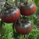 Black Krim Tomato Seeds, NON-GMO, Rare Heirloom, Variety Sizes, FREE SHIPPING