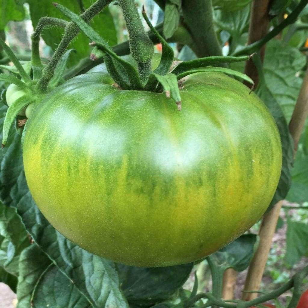 Aunt Ruby's German Green Tomato Seeds, NON-GMO, Heirloom, FREE SHIPPING