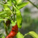 Italian Pepperoncini Pepper Seeds, Friggitelli, NON-GMO, FREE SHIPPING