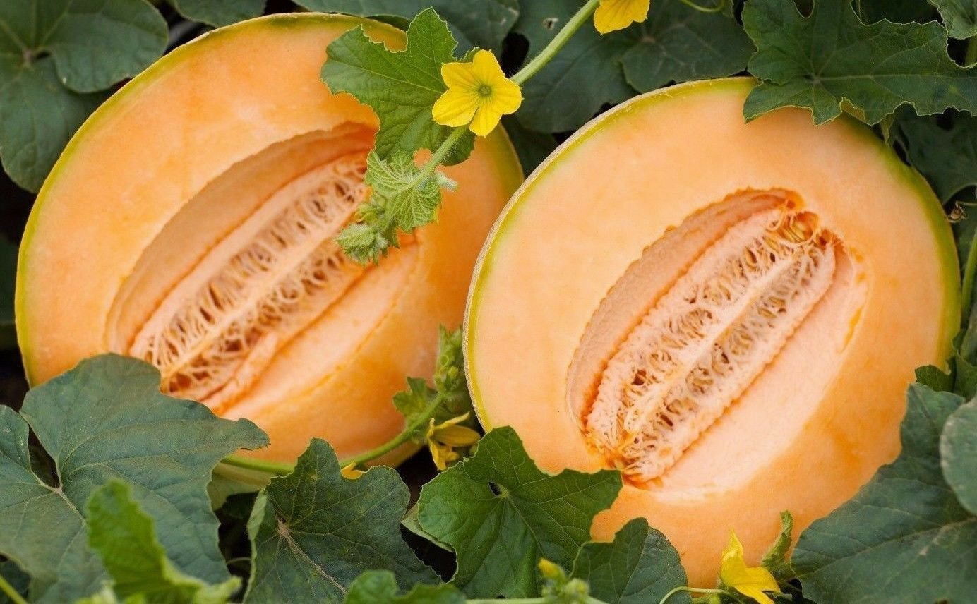 Cantaloupe Seeds, Delicious 51 Melon, NON-GMO, Variety Sizes, FREE SHIPPING