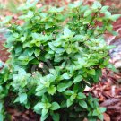 Dwarf Greek Basil, RARE, NON-GMO, Variety Sizes Sold, FREE SHIPPING