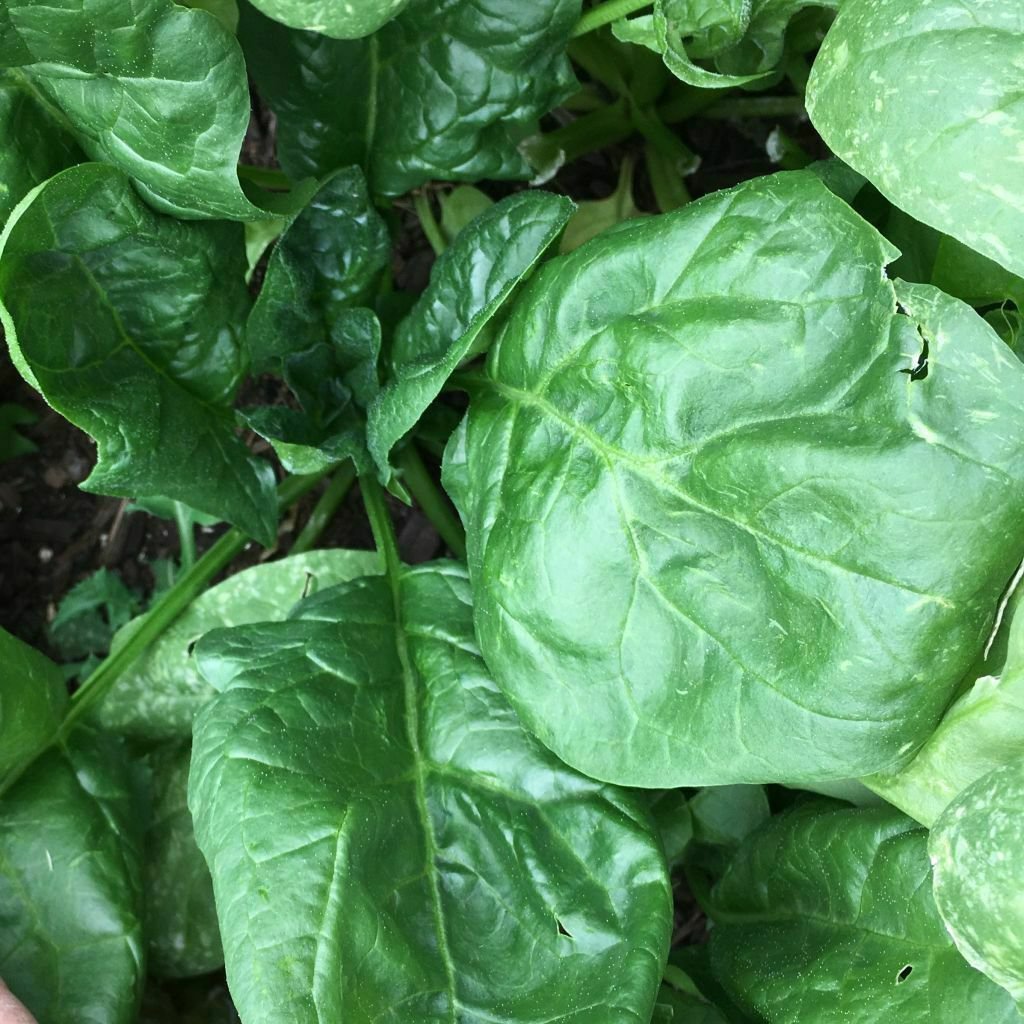 Giant Noble Spinach Seeds, NON-GMO, Variety Sizes, FREE SHIPPIN