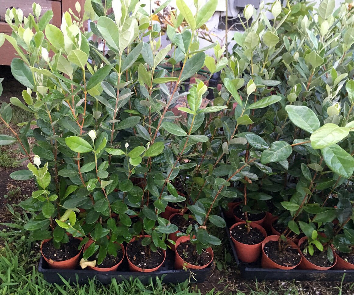 Feijoa sellowiana - Pineapple Guava - Live Plant - COLD HARDY EDIBLE - 2-3' Tall