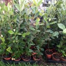 Feijoa sellowiana - Pineapple Guava - Live Plant - COLD HARDY EDIBLE - 2-3' Tall