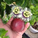 Passiflora Edulis - Red Rover - Plant - Purple Passion Fruit Plant - Edible