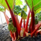 Rhubarb Victoria Seeds, Heirloom, NON-GMO, Variety Sizes, FREE SHIPPING