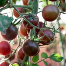 Black Prince Tomato Seeds, NON-GMO, Siberian Native, Low Acidic, FREE SHIP