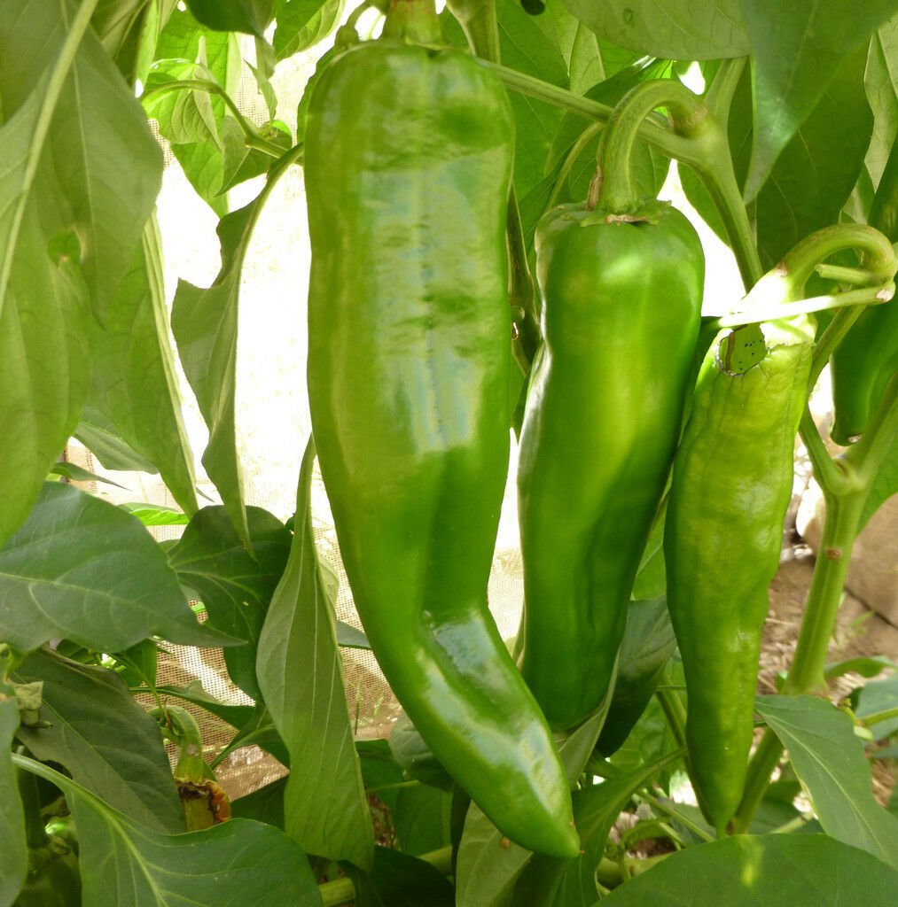 25 Seeds Anaheim Chile Hot Pepper , NON-GMO, Variety Sizes, Chili, FREE SHIPPING
