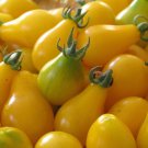 Yellow Pear Tomato Seeds, Rare, NON-GMO, Heirloom, Sweet & Juicy, FREE SHIPPING