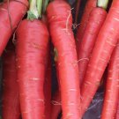 Atomic Red Carrot Seeds, Lycopene, NON-GMO, Variety Sizes, FREE SHIPPING