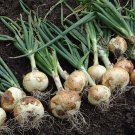 White Sweet Spanish Onion Seeds, NON-GMO, Heirloom, Variety Sizes, FREE SHIPPING