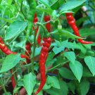 Cayenne Long Red Thin Pepper 1400++ Seeds, NON-GMO, Variety Sizes, FREE SHIPPING